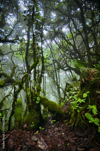 Beautiful nature  mossy forest at Cameron Highland  Malaysia.