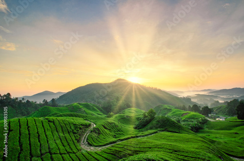 beautiful moment during sunrise at tea farm. dramatic clouds. yellow color on the sky.