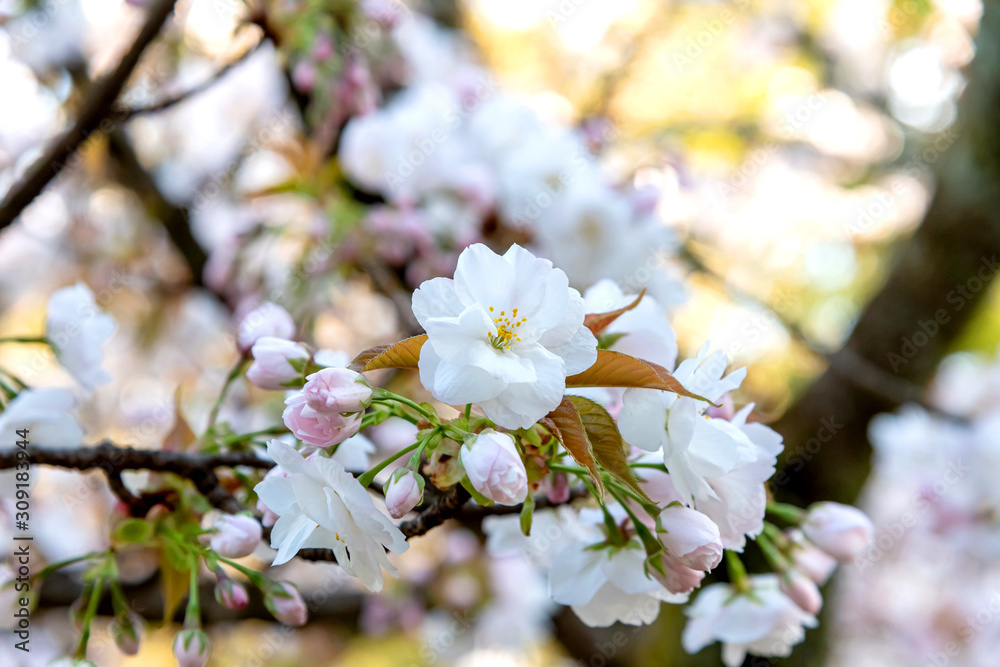 Cherry Blossom Season In Kyoto, Japan