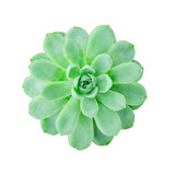 Top View of Green Echeveria Succulent Plant ,White Background