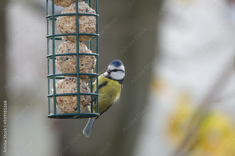 Naklejka premium tit eating bird feed