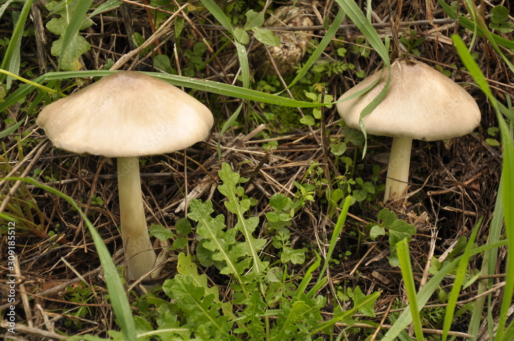 Close up mushroom in the nature background Close up mushroom in the nature background