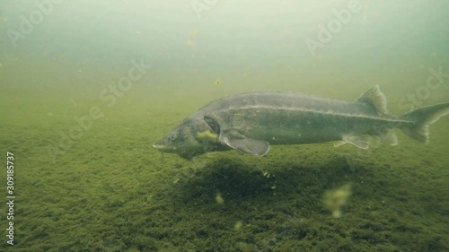 Freshwater fish Russian sturgeon, acipenser gueldenstaedti in the beautiful clean river. Underwater footage of swimming sturgeon in the nature. Wild life animal. River habitat, nice background.  photo