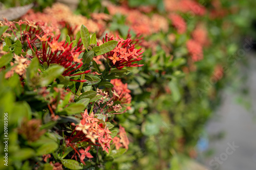 Ixora red flowers in the garden