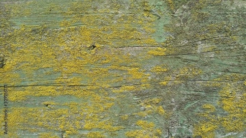 texture of old wall