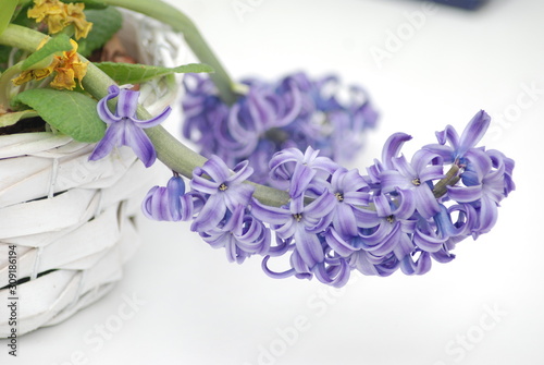 Beautiful bouquet of blue flowers on white background