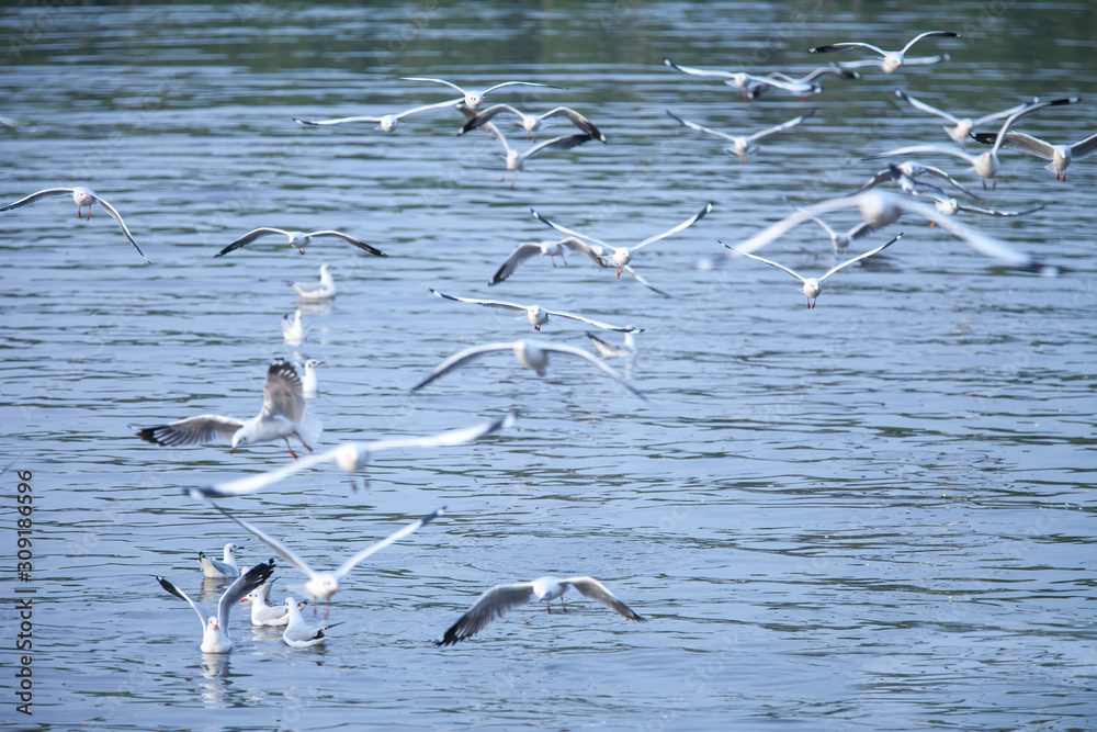 group of seagulls flying in the Bangpoo Sea, Thailand.shallow focus effect.