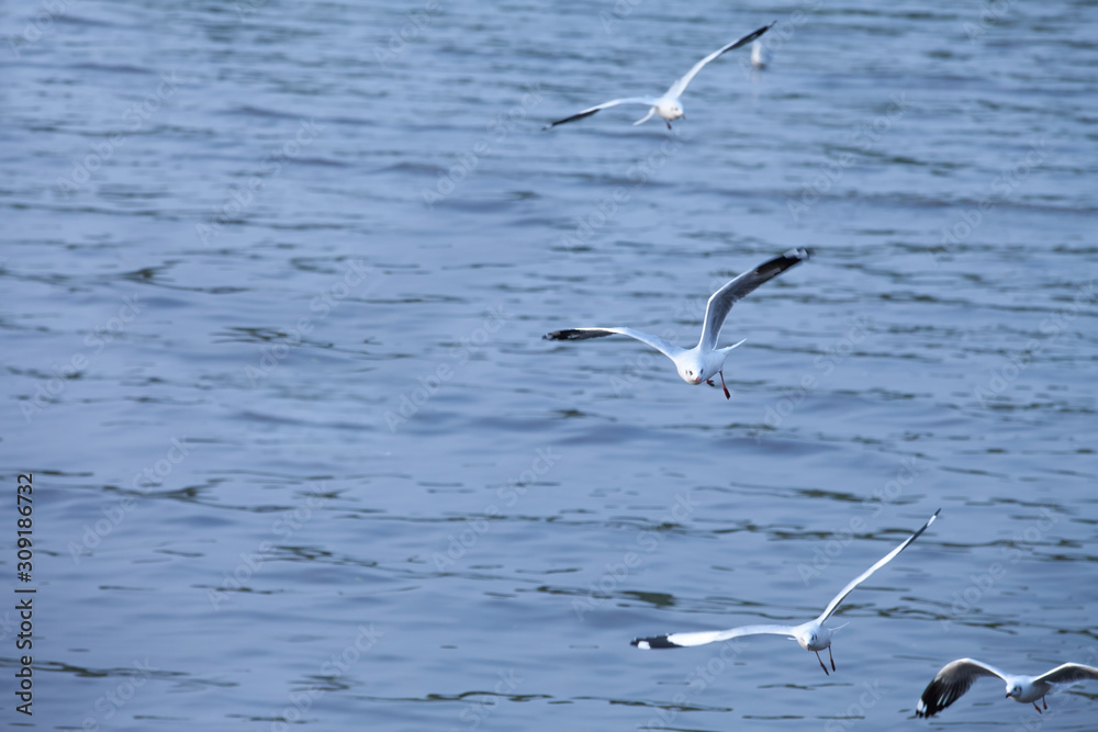 group of seagulls flying in the Bangpoo Sea, Thailand.shallow focus effect. group of seagulls flying in the Bangpoo Sea, Thailand.shallow focus effect.