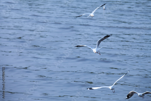 group of seagulls flying in the Bangpoo Sea, Thailand.shallow focus effect. © Pongvit