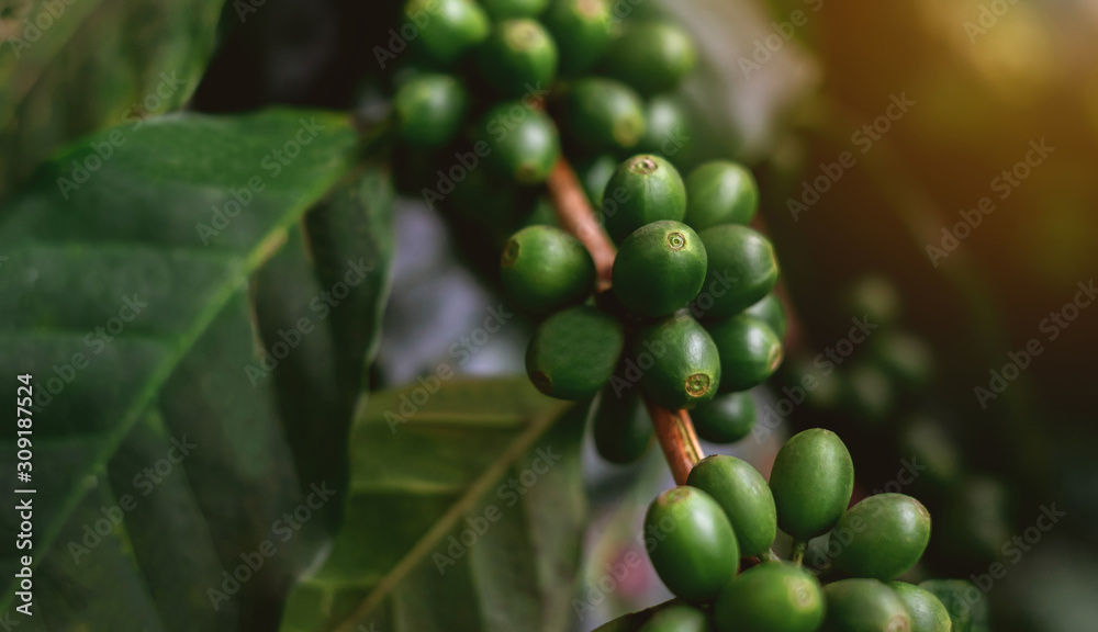 Close Up of coffee beans and coffee trees in the coffee garden.