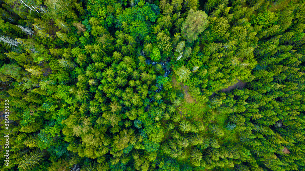 Fototapeta premium Forest - Oslo, Norway