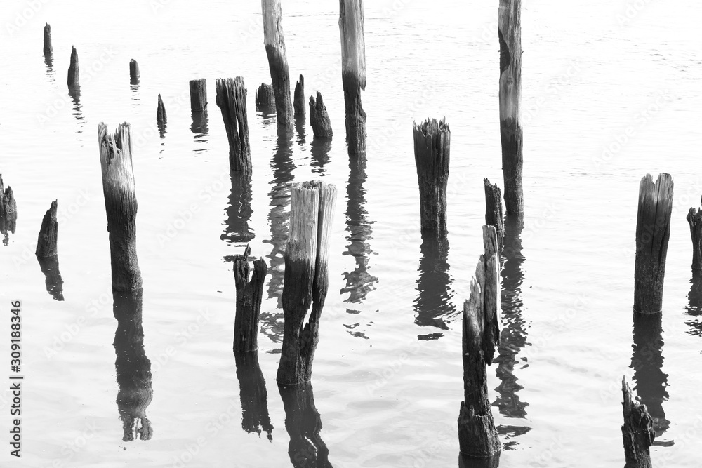 Decaying pier pilings in the bay Decaying pier pilings in the bay