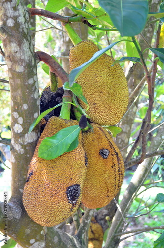 Reife Jackfrüchte hängen an einem Baum in Thailand photo