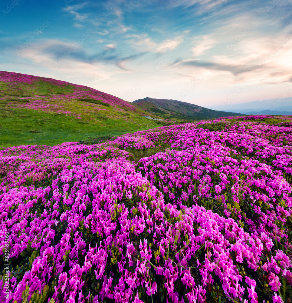 Colorful summer scene in the mountains.