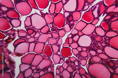 thyroid gland dogs