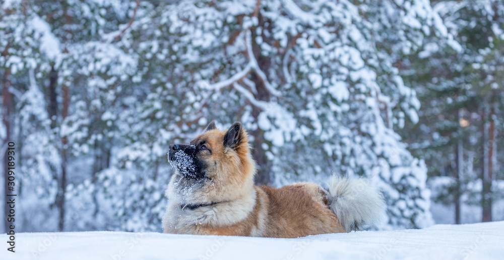 Obraz premium Dog puppy in snow 