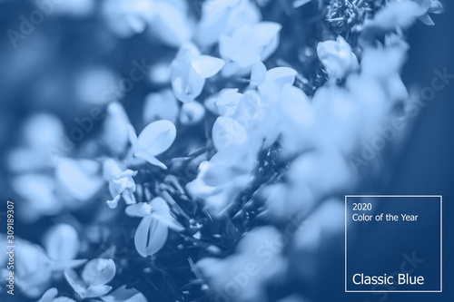 Color of the year 2020 concept, classic blue colored trend for your design. Copy space. COY2020. Eco background, macro plants, shallow depth of field