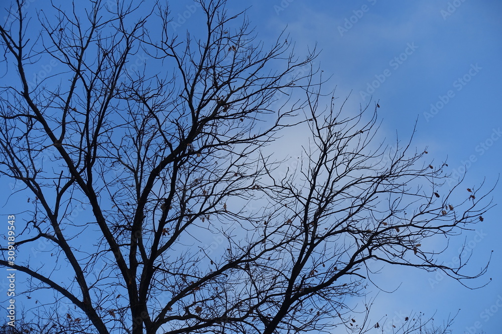Bare branches of tree against blue sky in winter Bare branches of tree against blue sky in winter