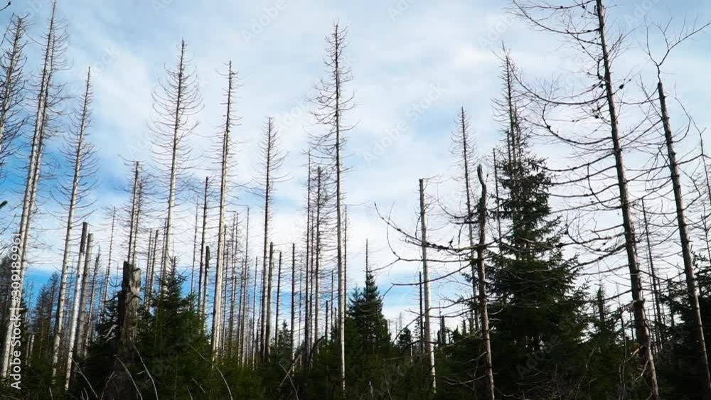 Pan in a forest with dead trees with a beautiful sky