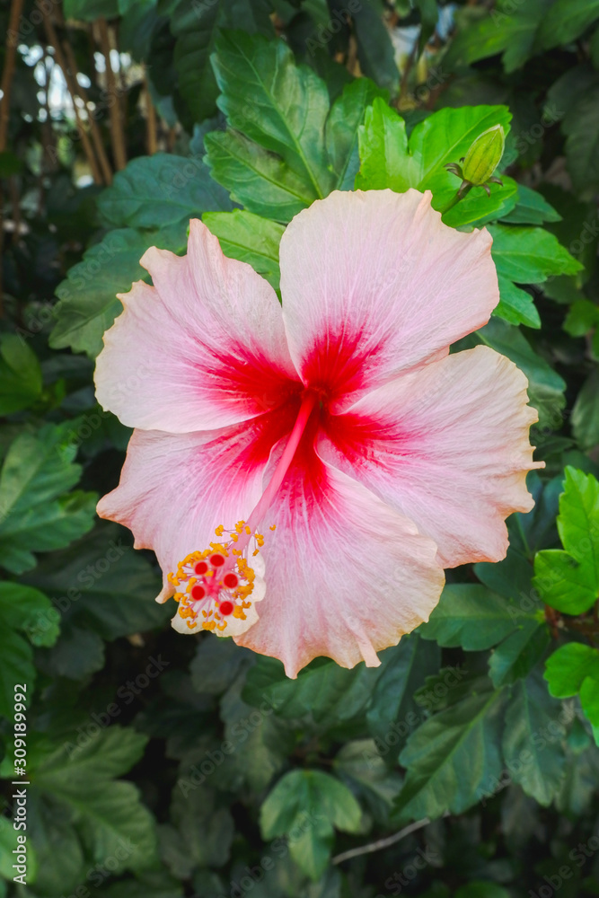 Hibiscus rosa-sinensis, known colloquially as Chinese hibiscus, China rose, Hawaiian hibiscus, rose mallow nature style background or noise and soft focus or blur. Hibiscus rosa-sinensis, known colloquially as Chinese hibiscus, China rose, Hawaiian hibiscus, rose mallow nature style background or noise and soft focus or blur.