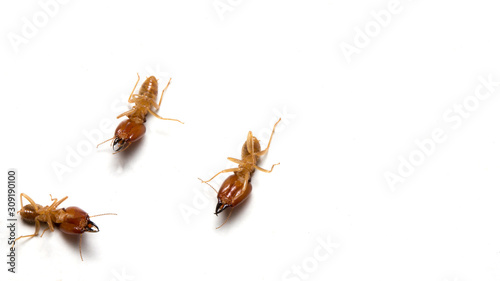 termites dead on a white background,