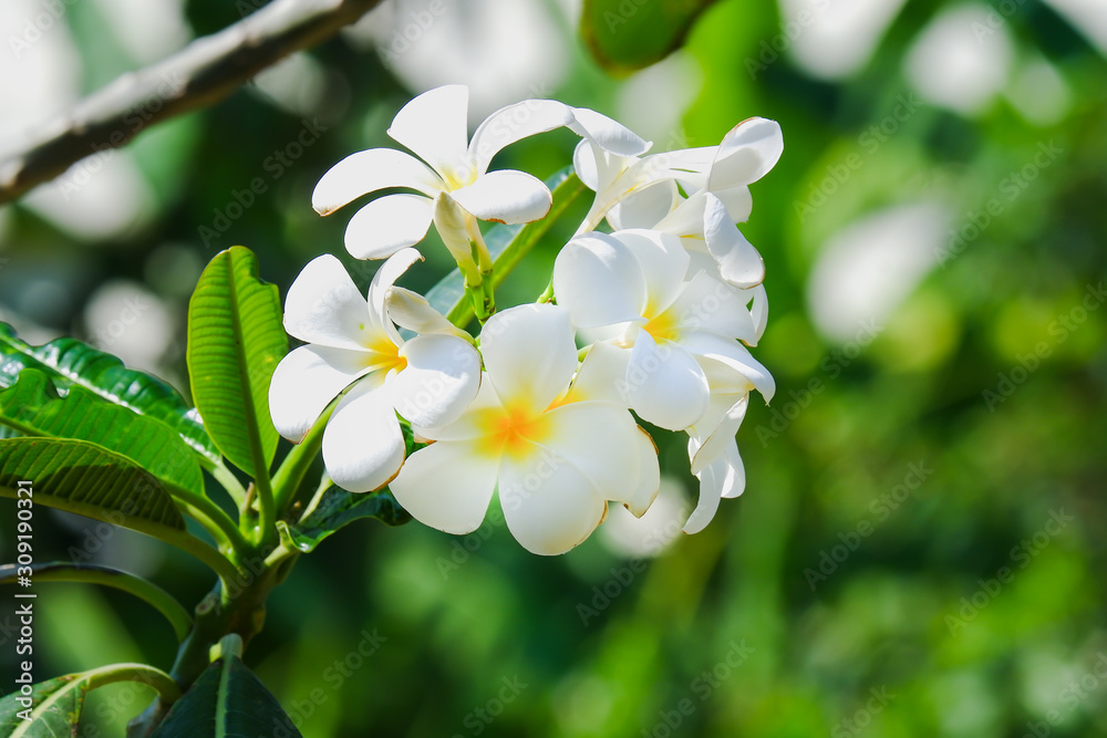Frangipani, Plumeria, Temple Tree, Graveyard Tree. Brunch of Plumeria in green leaf back ground Frangipani, Plumeria, Temple Tree, Graveyard Tree. Brunch of Plumeria in green leaf back ground