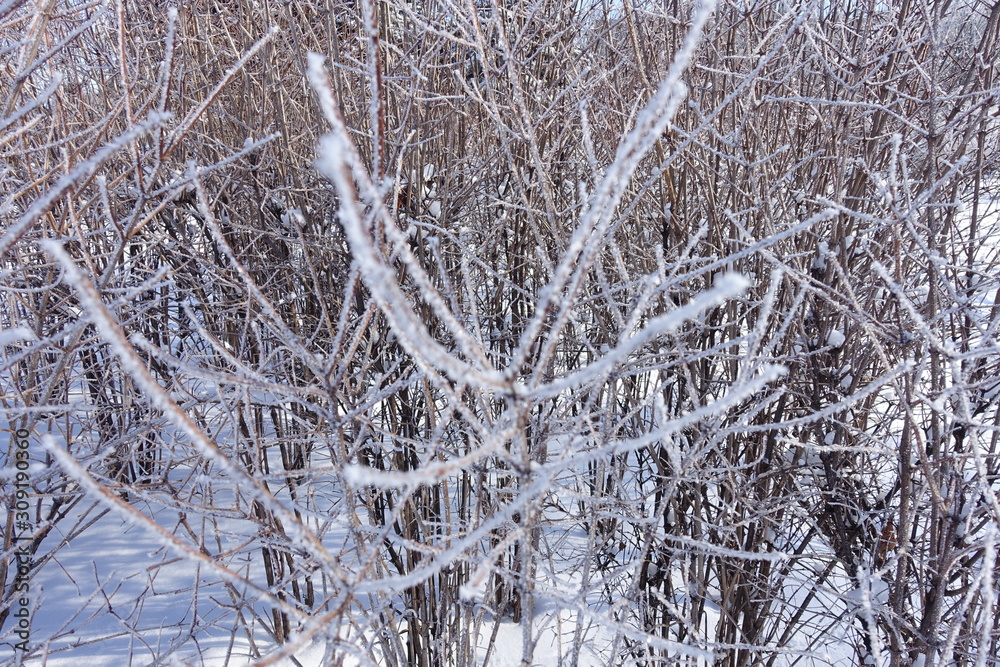 Frost on thin branches in mid winter