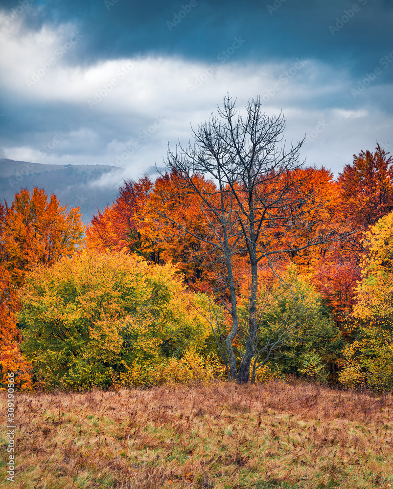 At the end of October, some of the trees are already without leaves, but autumn is pleasing to us with its colors. Wonderful fall scene of mountain valley. Gloomy morning view of Carpathians. At the end of October, some of the trees are already without leaves, but autumn is pleasing to us with its colors. Wonderful fall scene of mountain valley. Gloomy morning view of Carpathians.