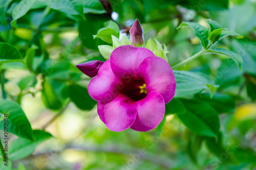 Allamanda blanchetii , Purple Allamanda. Scientific name is Allamanda blanchetii , Allamanda violacea Gardn. Blooming in the morning.