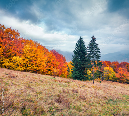 Only in the fall, every leaf on a tree turns into a flower. Wonderful autumn scene of mountain valley. Gloomy morning view of Carpathian mountains, Kvasy village location, Ukraine, Europe.
