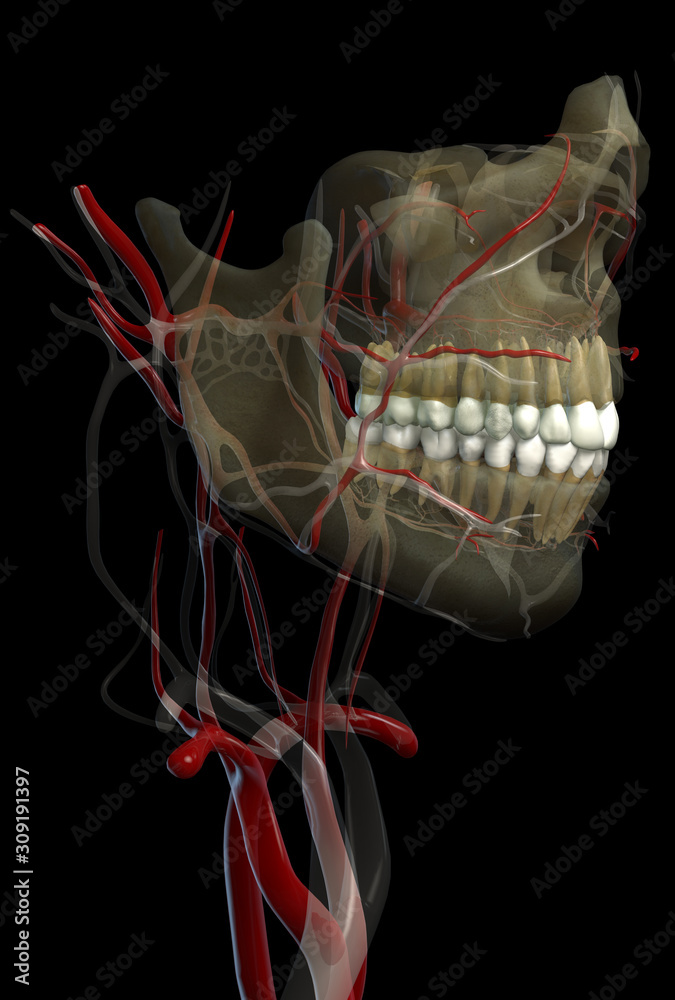 Orofacial illustration of teeth jaws with blood and nerves black ...