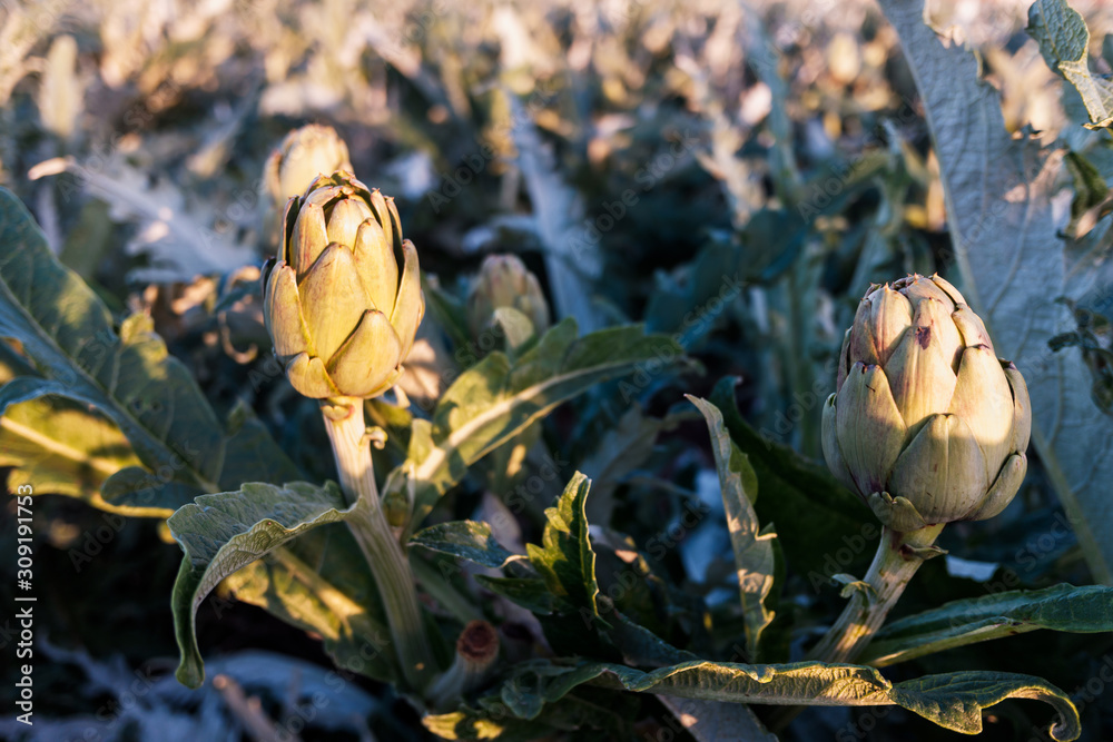 Artichokes growing in the sun in a Mediterranean plantation. Artichokes growing in the sun in a Mediterranean plantation.