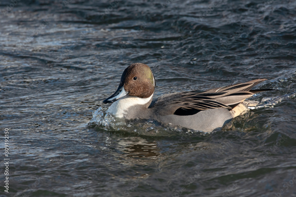 Northern pintail anas acuta male swimming on water. Cute beautiful rare ...