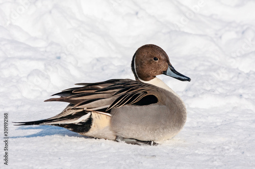 Εκτύπωση καμβά Northern pintail anas acuta male sitting on snow