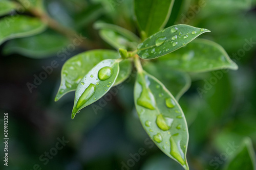 Green leaves with raindrops. Natural background of green textured plants in rainy weather.