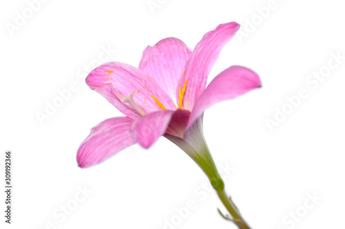Pink rain lily  Zephyranthes sp.  on white background