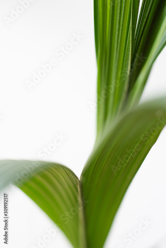 green leaf on white background