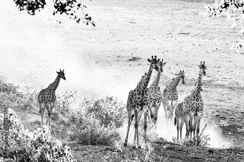 Fototapeta Naklejka Na Ścianę i Meble -  Giraffe herd in the last rays of sunlight. Monochrome