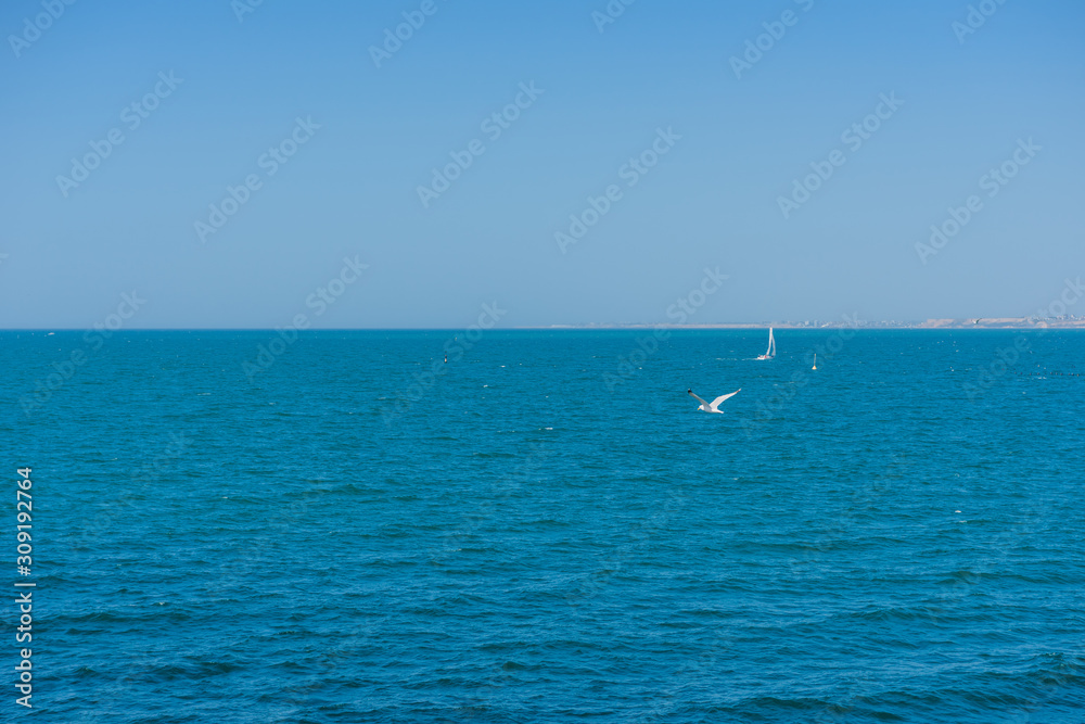 Landscape water- seagull flying