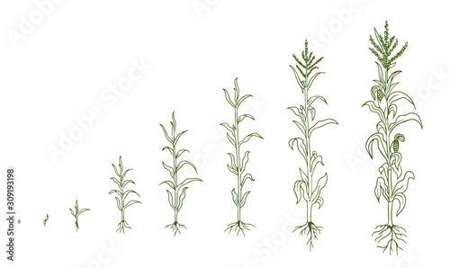Mais plant growing process. Agrikultura plants. Corn growth stages, planting process. Zea mays life cycle infographic. Hand drawn sketch vector line. photo