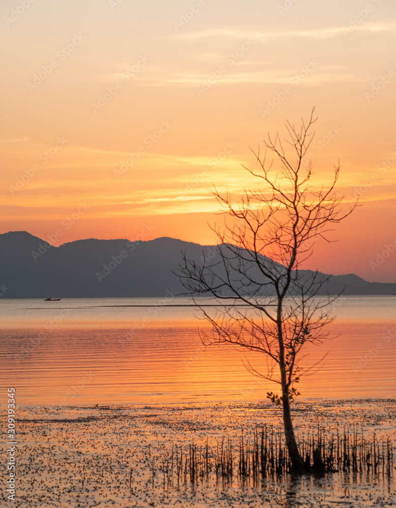 Naklejka premium Sunset on the mangrove forest with orange sky and sea water reflection landscape.