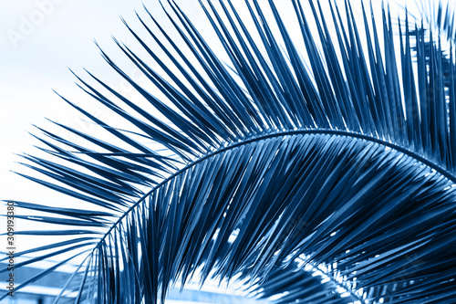 Palm leaves in trendy blue. Creative layout.