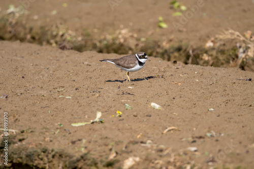Little Ringed Plover in Mai Po Nature Reserve, Hong Kong (Formal Name: Charadrius dubius)
