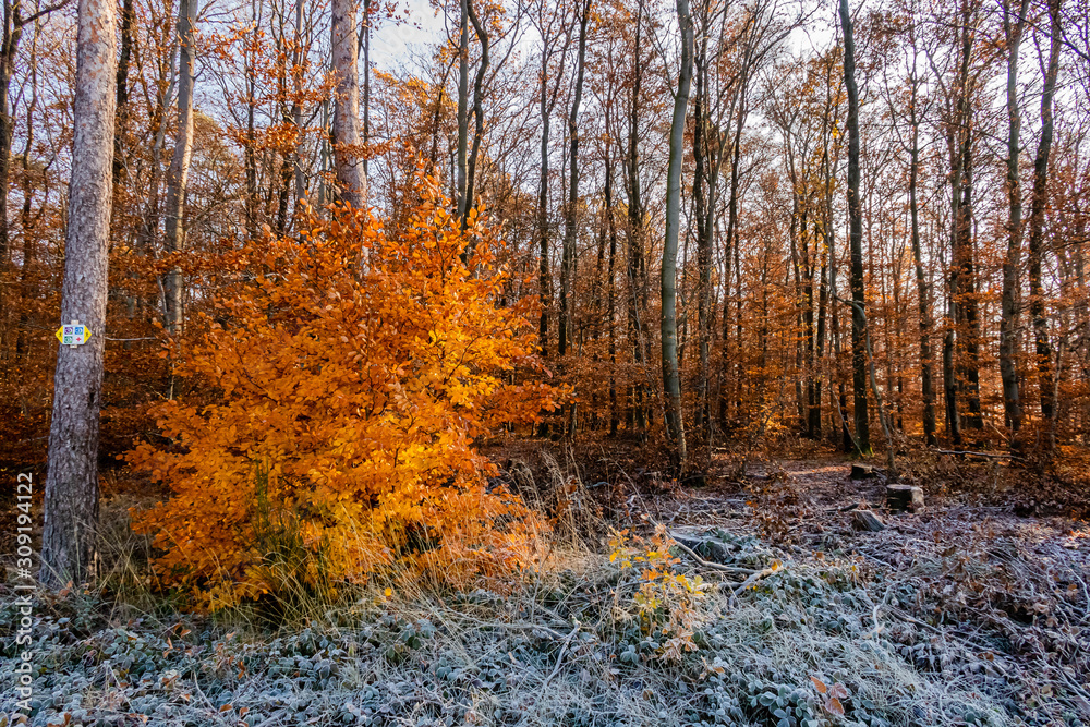 Fototapeta premium Buchenstrauch wird von der Sonne angescheind