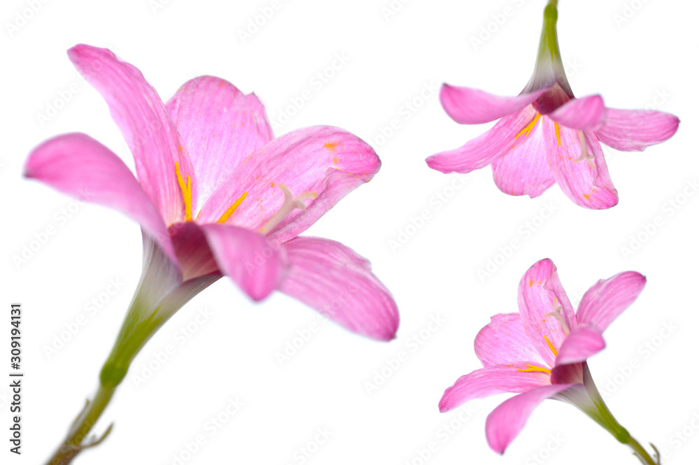 Pink rain lily (Zephyranthes sp.) on white background