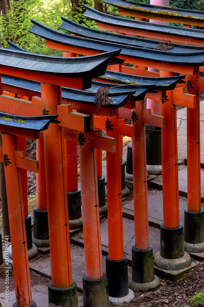 Toriis at Fushimi Inari Shrine gates. Kyoto, Japan Toriis at Fushimi Inari Shrine gates. Kyoto, Japan