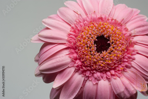 pink gerbera 