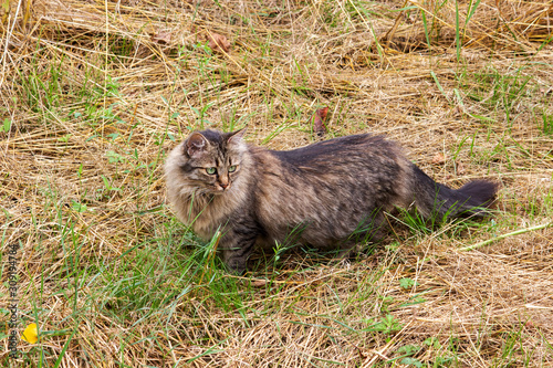 German longhair cat, also called German long hair, on the prowl