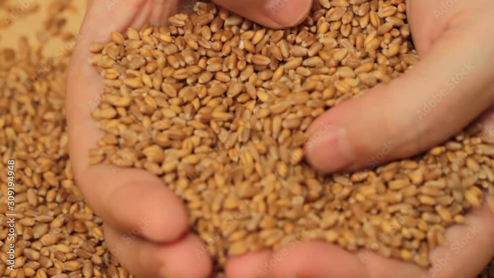 Close up HD video of male hands holding and touching raw wheat grains Close up HD video of male hands holding and touching raw wheat grains