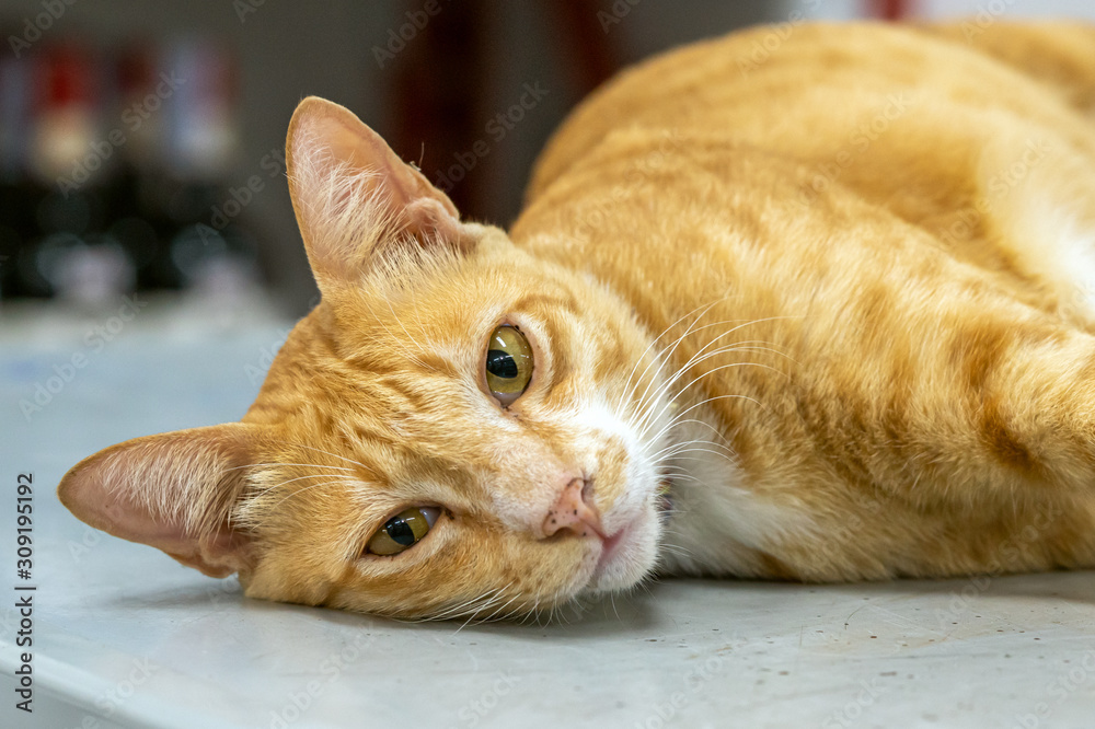 Ginger orange young Shorthair cat rests on a fridge in a shop in Thailand, looking at the camera Ginger orange young Shorthair cat rests on a fridge in a shop in Thailand, looking at the camera